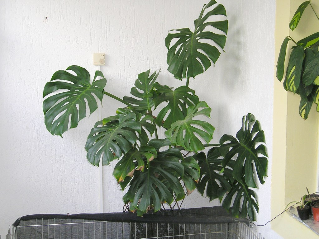 Monstera deliciosa against a white wall